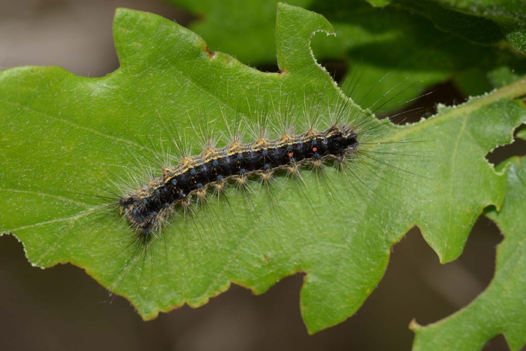 Bruco di lepidottero da ID - Lymantria dispar, Erebidae Lymantriinae